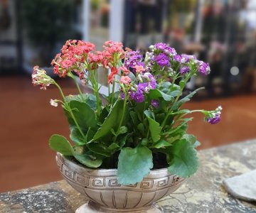 Saksı Çiçekleri 02